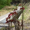 Plants: image 7 0f 70 thumb